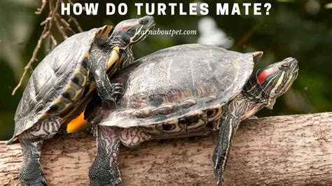 How do turtles mate - Mating Turtle Sounds. Turtles make distinct sounds when mating. While this sound is rather hard to describe, it resembles a continuous cry. If you breed large turtles such as land tortoises, then it’s likely you have heard this sound. Interestingly, when coupled with the male’s mating movements, many people find this mating sound amusing.